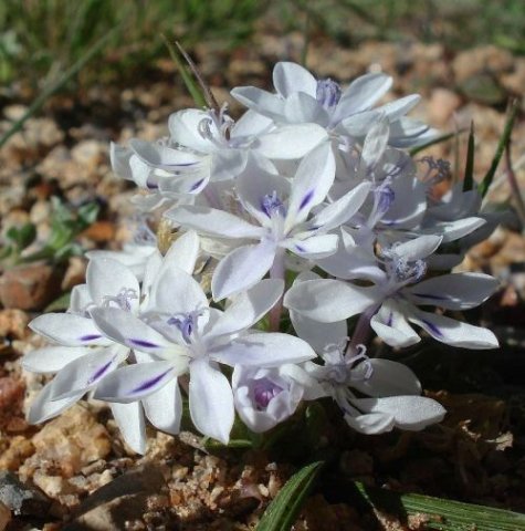 Lapeirousia pyramidalis subsp. pyramidalis blooming as if tomorrow never comes